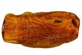 Detailed Fossil Beetle (Coleoptera) In Baltic Amber #109322-1